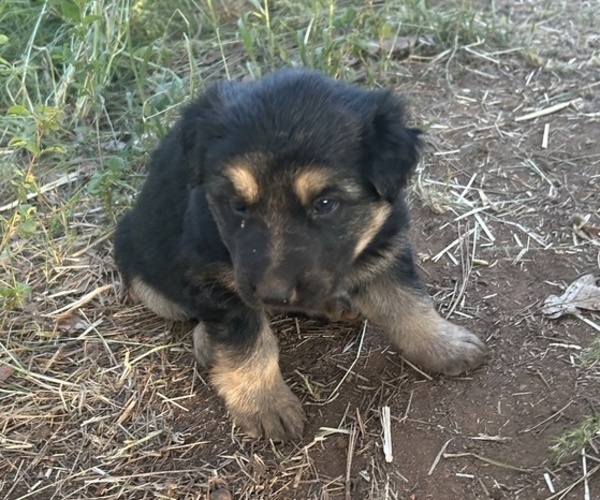 Medium Photo #6 German Shepherd Dog Puppy For Sale in GOLDENDALE, WA, USA