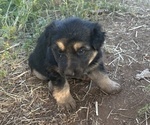 Small #5 German Shepherd Dog