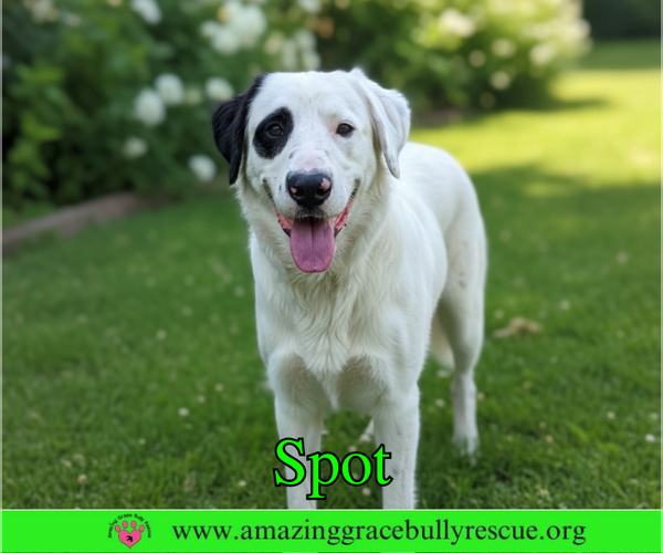Medium Photo #1 Great Pyrenees-Unknown Mix Puppy For Sale in Milton, FL, USA