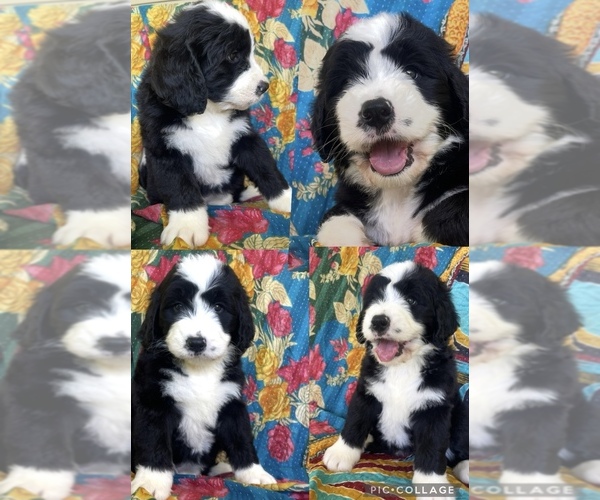 Medium Photo #1 Bernedoodle Puppy For Sale in BUFFALO GAP, TX, USA