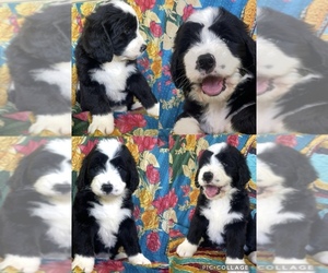 Medium Bernedoodle