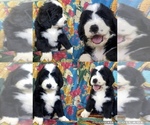 Puppy Clover Bernedoodle