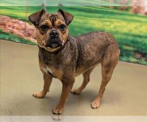 Pug-Unknown Mix Dogs for adoption in Moreno Valley, CA, USA