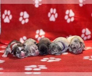 French Bulldog Puppy for sale in HOMESTEAD, FL, USA