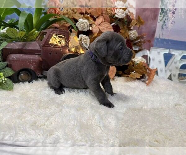 Medium Photo #5 Cane Corso Puppy For Sale in OOLOGAH, OK, USA