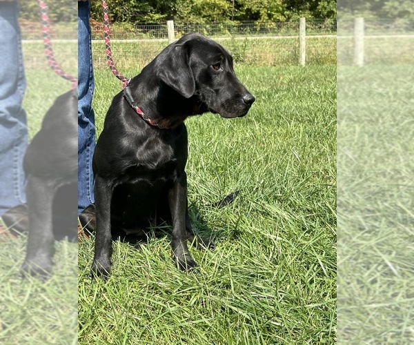 Medium Photo #1 Labrador Retriever Puppy For Sale in NEOLA, WV, USA