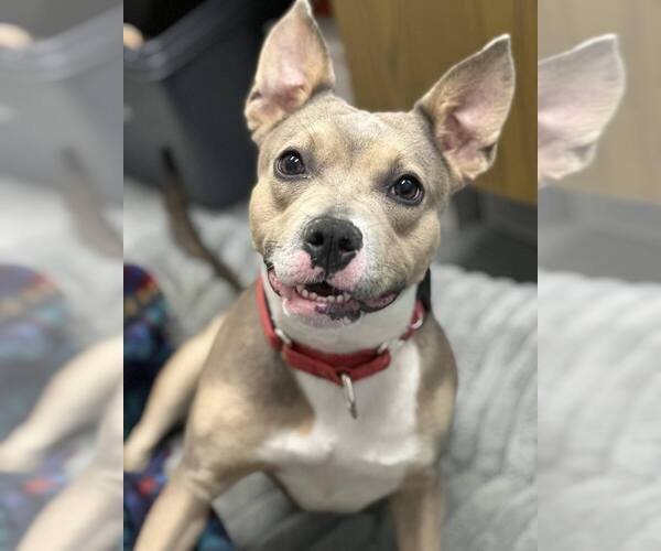 Medium Photo #4 Mutt Puppy For Sale in Evansville, IN, USA