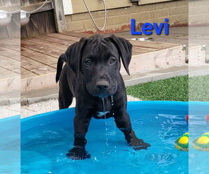 Labrador Retriever-Unknown Mix Dogs for adoption in Des Moines, IA, USA
