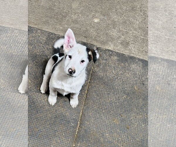 Medium Photo #8 Mutt Puppy For Sale in Garden City, NY, USA