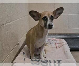 Chiweenie Dogs for adoption in Martinez, CA, USA