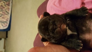 French Bulldog Puppy for sale in CLEMENTS, MD, USA