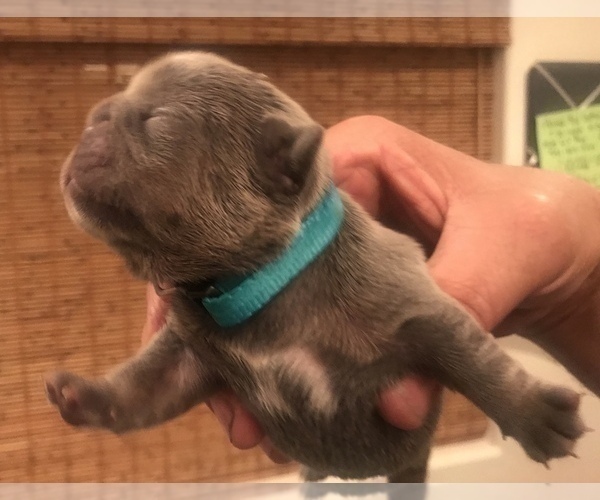 Medium Photo #9 French Bulldog Puppy For Sale in PLACERVILLE, CA, USA
