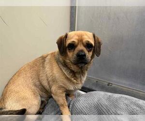 Chug Dogs for adoption in Santa Maria, CA, USA