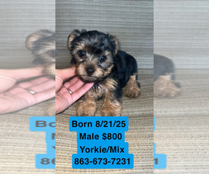 Yorkshire Terrier Puppy for sale in LABELLE, FL, USA
