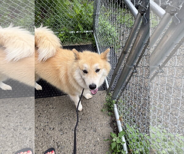Medium Photo #2 Siberian Husky-Unknown Mix Puppy For Sale in Rockaway, NJ, USA