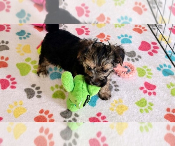 Medium Photo #9 Morkie Puppy For Sale in ORO VALLEY, AZ, USA