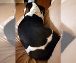 Small #3 Basset Hound