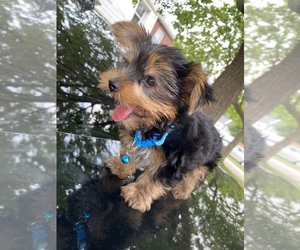 Yorkshire Terrier Puppy for sale in DOVER, DE, USA