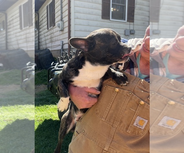 Medium Photo #6 French Bullhuahua Puppy For Sale in SPRAGGS, PA, USA