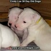 Small Photo #28 Dogo Argentino Puppy For Sale in PINEVILLE, MO, USA