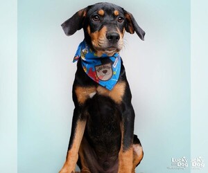 Labrador Retriever-Retriever  Mix Dogs for adoption in Washington, DC, USA