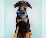 Small #1 Labrador Retriever-Retriever  Mix