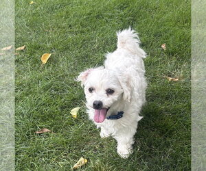 Briella - Female Maltese Dog for Adoption - Photo #3