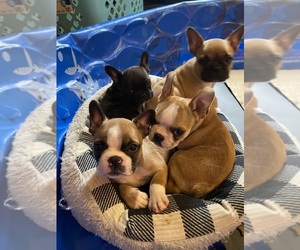 Faux Frenchbo Bulldog Puppy for Sale in LEBANON, Missouri USA