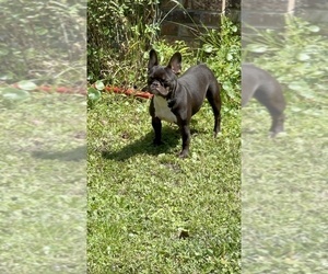 French Bulldog Puppy for sale in JACKSONVILLE, FL, USA