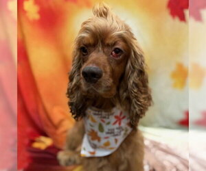 Arlow - Male Cocker Spaniel Dog for Adoption - Photo #4