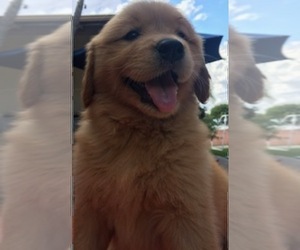 Golden Retriever Puppy for sale in SANTA ANA, CA, USA