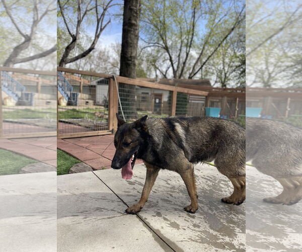 Medium Photo #2 German Shepherd Dog Puppy For Sale in Leavenworth, KS, USA