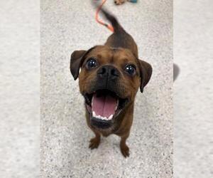 Puggle Dogs for adoption in Brighton, CO, USA