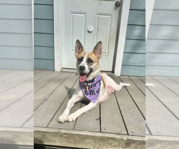 Medium Photo #5 Mutt Puppy For Sale in Bellingham, WA, USA