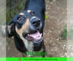 Small #1 Coonhound Mix