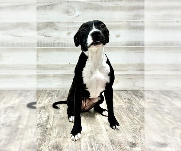 Medium Photo #3 American Pit Bull Terrier Puppy For Sale in Murfreesboro, NC, USA