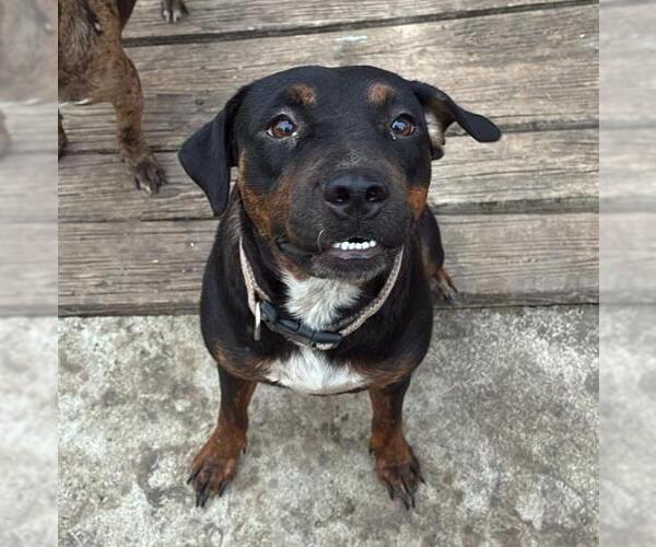 Medium Photo #1 Doberman Pinscher-Labrador Retriever Mix Puppy For Sale in San Antonio, TX, USA