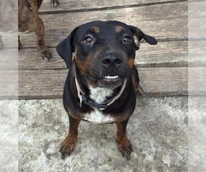 Doberman Pinscher-Labrador Retriever Mix Dogs for adoption in San Antonio, TX, USA