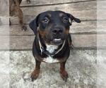 Small Doberman Pinscher-Labrador Retriever Mix