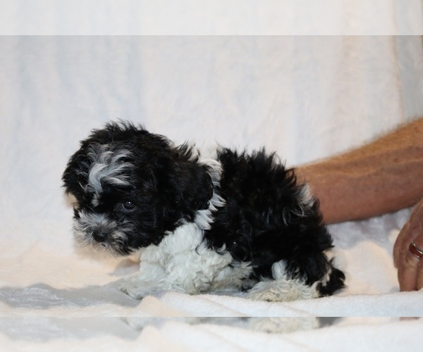 Medium Photo #30 ShihPoo Puppy For Sale in DYERSBURG, TN, USA