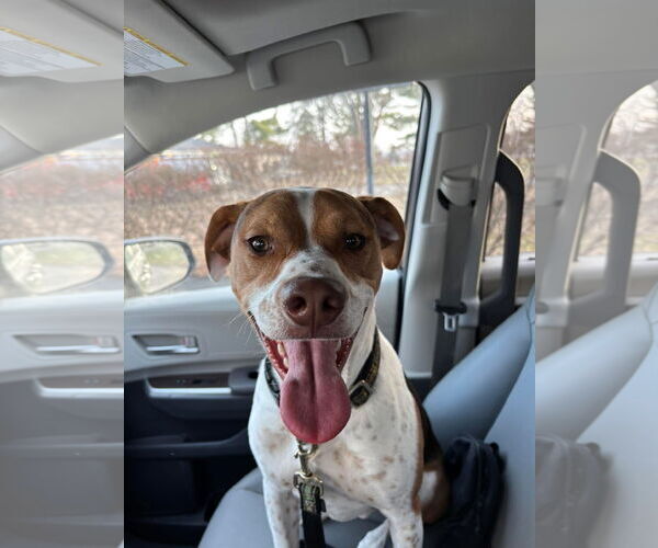 Medium Photo #1 Beagle-Unknown Mix Puppy For Sale in Germantown, OH, USA