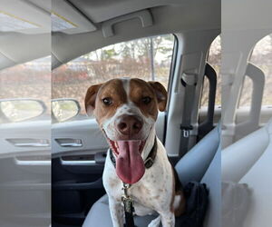 Beagle-Unknown Mix Dogs for adoption in Germantown, OH, USA