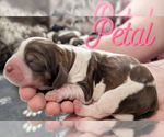 Puppy 1 English Springer Spaniel