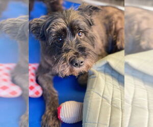Mutt Dogs for adoption in Newport Beach, CA, USA