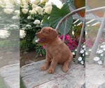 Small Photo #40 Golden Retriever Puppy For Sale in GREENWOOD, WI, USA
