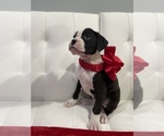 Small Photo #7 Boxer Puppy For Sale in OAK LAWN, IL, USA