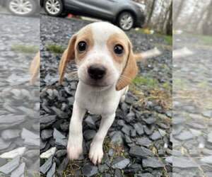 Raggle Dogs for adoption in Binghamton, NY, USA