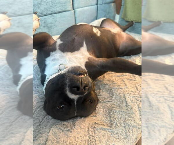 Medium Photo #4 American Staffordshire Terrier-Unknown Mix Puppy For Sale in Lake Forest, CA, USA