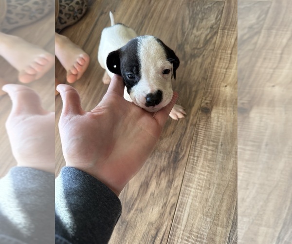 Medium Photo #10 Treeing Walker Coonhound Puppy For Sale in ZANESVILLE, OH, USA