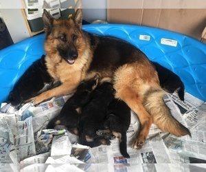 Mother of the German Shepherd Dog puppies born on 05/05/2022